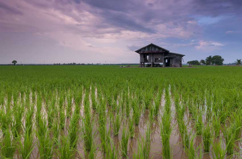 സിപി എം ആഹ്വാനപ്രകാരം ജില്ലയിൽ ഒരുങ്ങുന്നത് കൃഷി വിപ്ലവം