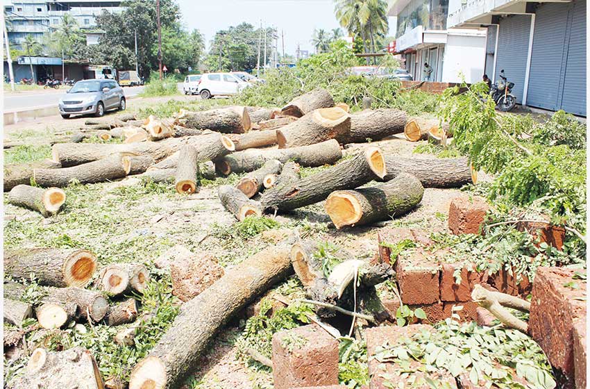 മരംമുറിക്ക് കൂട്ട് ഉദ്യോഗസ്ഥർ