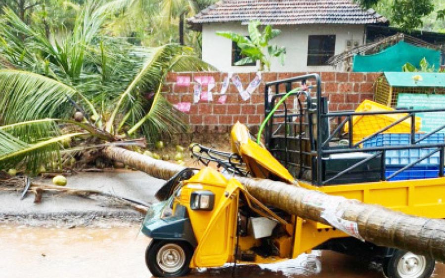 ഒാട്ടോയ്ക്ക് മുകളിൽ തെങ്ങ് കടപുഴകി വീണു