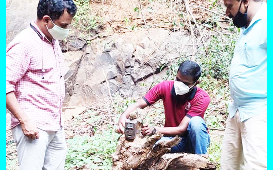 കല്ല്യാൺ റോഡ് മുത്തപ്പൻ തറയിൽ പുലി സാന്നിധ്യമറിയാൻ വനപാലകർ ക്യാമറ സ്ഥാപിച്ചു