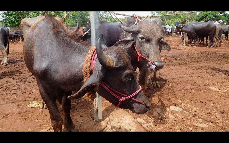 കന്നുകാലികളെ തടയുന്നു മാംസ വ്യാപാരികള്‍ പ്രതിസന്ധിയില്‍