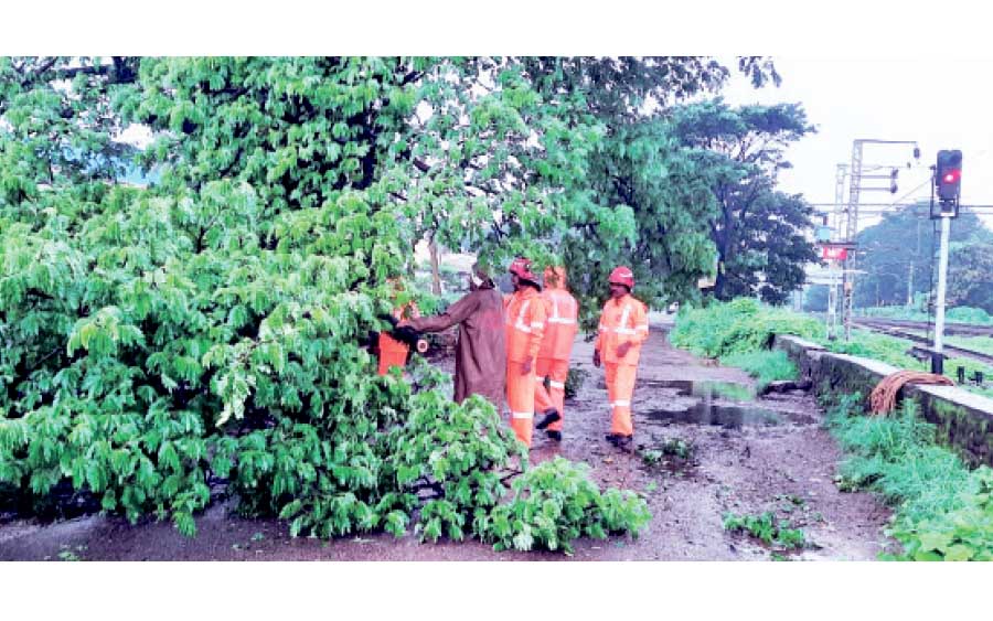 മഴ കനത്തു; മരങ്ങൾ കട പുഴകി