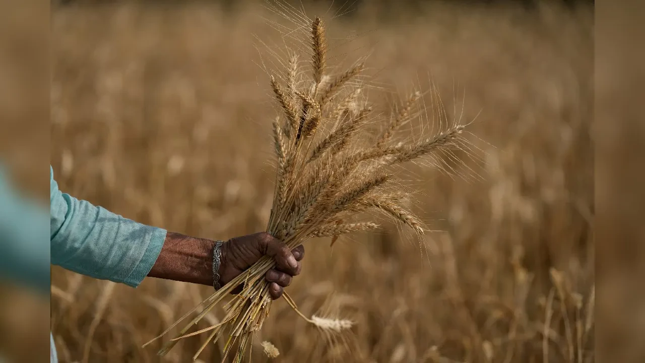 കൂടുതൽ ഗോതമ്പ് നൽകണം; കേന്ദ്രത്തോട് ഉത്തർപ്രദേശും ഗുജറാത്തും