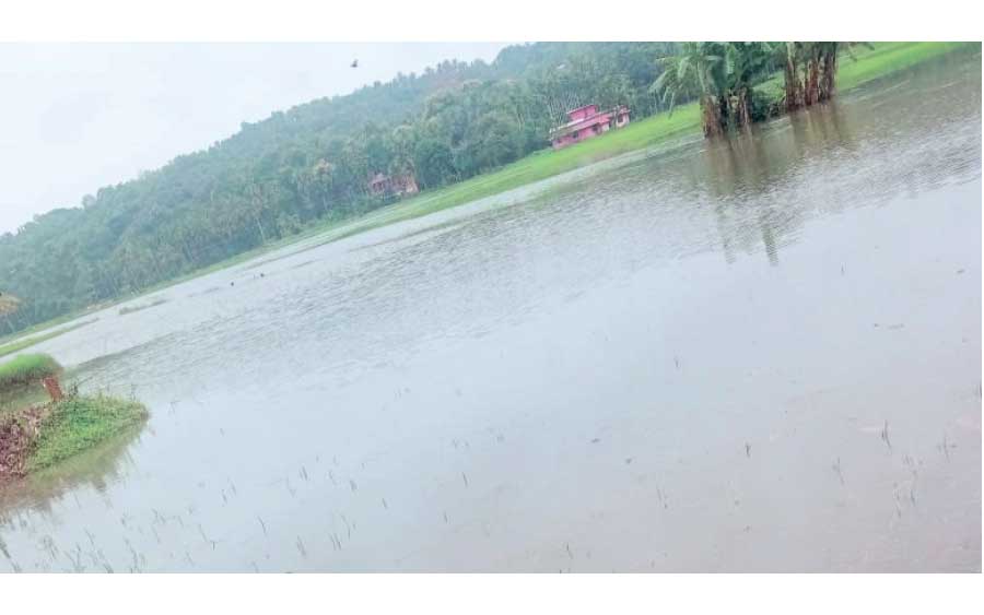 പാലായി വയലിൽ നെൽകൃഷി വെള്ളത്തിനടിയിൽ