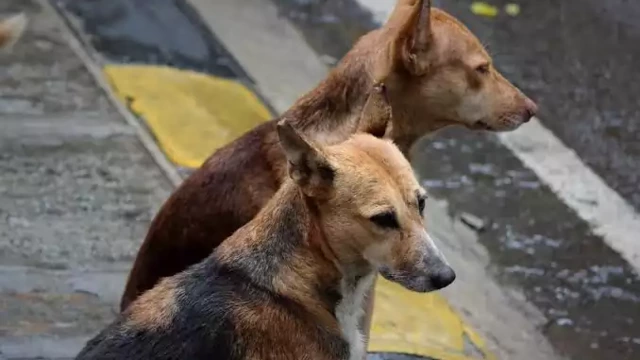 ഭീതിപരത്തി നഗരത്തിൽ തെരുവ് നായ്ക്കൾ അഴിഞ്ഞാടുന്നു