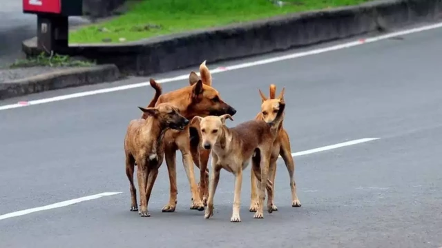 തെരുവുനായയെ തല്ലിക്കൊന്നതിന് കേസ്