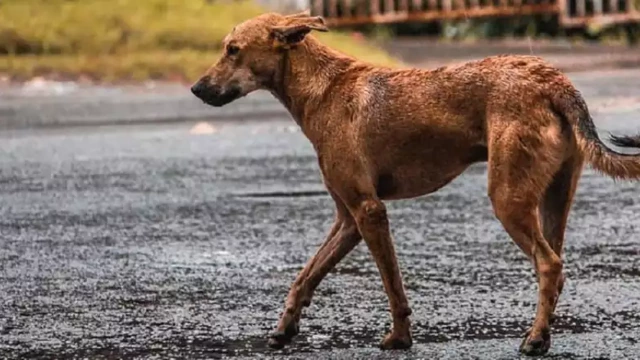 ഇടുക്കിയിൽ തെരുവ്നായ്ക്കളുടെ വന്ധ്യംകരണത്തിന് കണ്ടെത്തിയ സ്ഥലത്തിനെതിരെ പ്രതിഷേധം