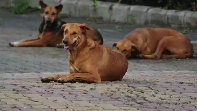 ഏറ്റുമാനൂരിൽ 7 പേരെ കടിച്ച നായയ്ക്ക് പേവിഷ ബാധ സ്ഥിരീകരിച്ചു; കടിയേറ്റവർ നിരീക്ഷണത്തിൽ