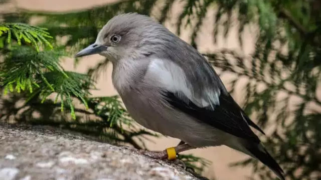 വെള്ളായണി പുഞ്ചക്കരി പാടത്ത് ചൈനീസ് മൈന; ഇന്ത്യയിലാദ്യം