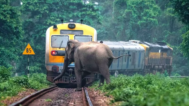 ട്രെയിനിടിച്ച് പരിക്കേറ്റ രണ്ടാമത്തെ ആനയും ചരിഞ്ഞു