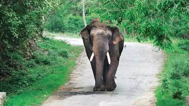 എതിരെ വന്ന് ഒറ്റയാന്‍; ബസ് പിറകോട്ട് ഓടിച്ചത് എട്ട് കിലോമീറ്റര്‍