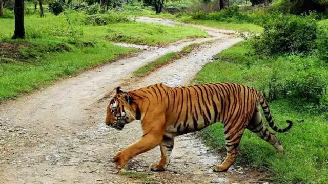 കർണാടകയിൽ കടുവാ ആക്രമണം; മുത്തച്ഛനും പേരക്കുട്ടിയും കൊല്ലപ്പെട്ടു