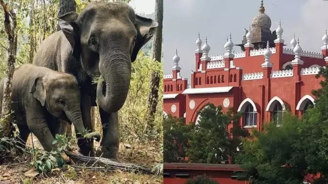 ആനകളെ പരിപാലിക്കാൻ സ്വകാര്യ വ്യക്തികളെയോ മതസ്ഥാപനങ്ങളെയോ അനുവദിക്കില്ല: മദ്രാസ് ഹൈക്കോടതി