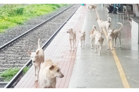 റെയിൽവേ സ്റ്റേഷനിലെ തെരുവുനായ് ശല്യത്തിൽ പരാതി നൽകിയിട്ടും നഗരസഭ അനങ്ങുന്നില്ല